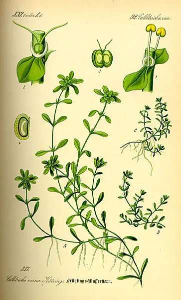 Narrow Fruit Water Starwort
