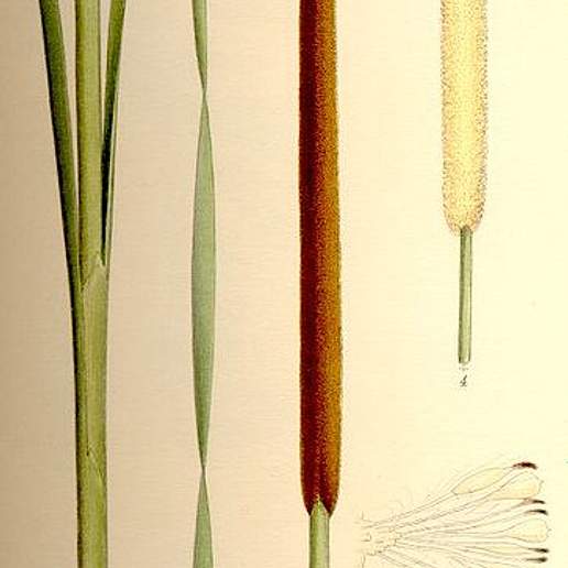 Cattail