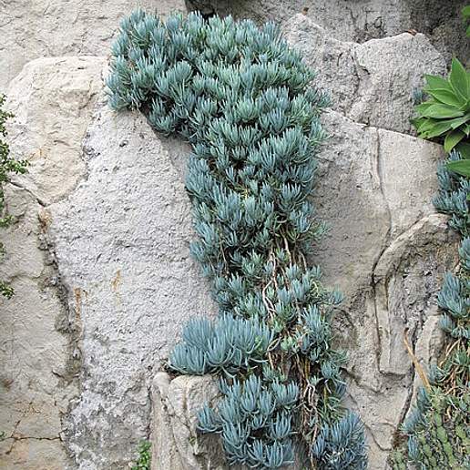 Narrow Leaf Chalksticks