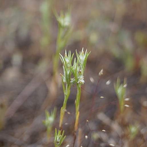 French Cudweed