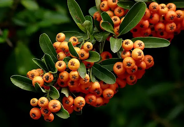 Narrowleaf Firethorn