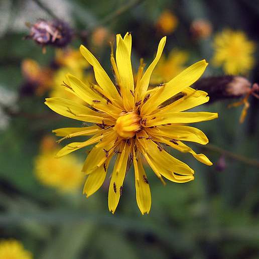 Narrow Leaf Hawk's Beard