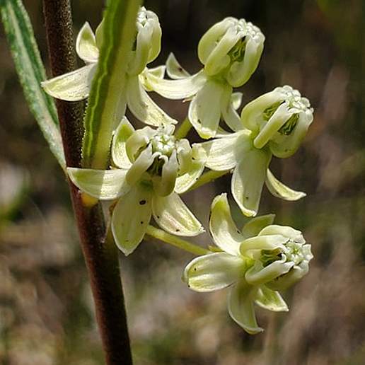 Slimleaf Milkweed