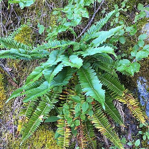 Narrow Leaved Sword Fern