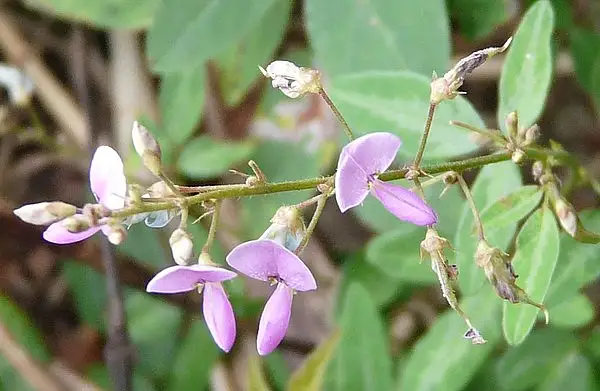 Panicled Tick Clover