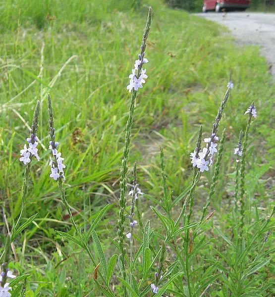 Narrow Leaved Vervain