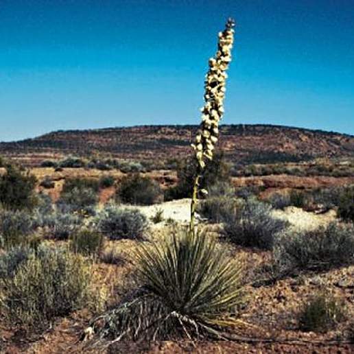 Narrowleaf Yucca