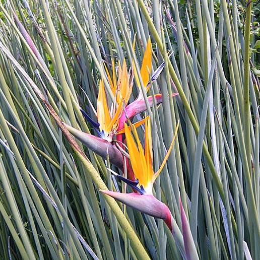 Rush Leaved Strelitzia