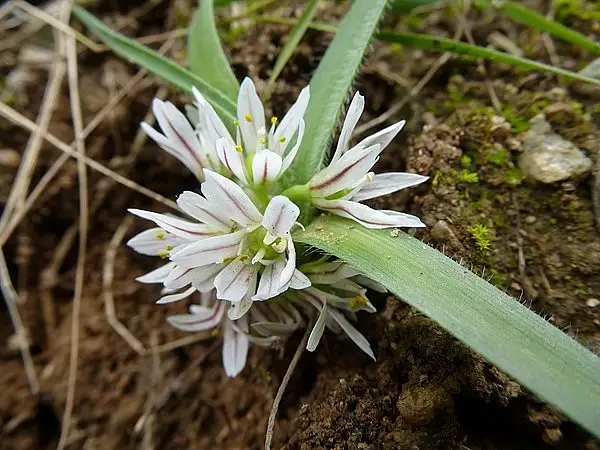Dwarf Garlic