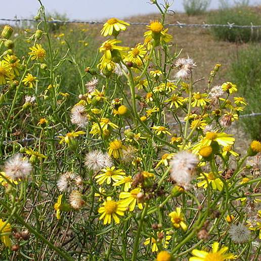 Narrow Leaf Ragwort