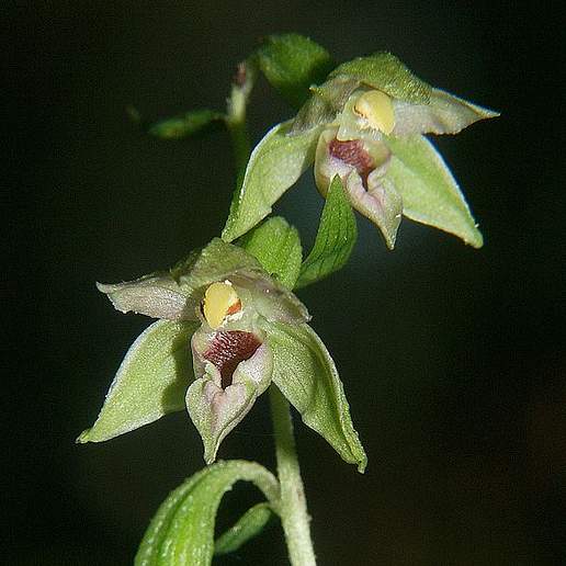 Narrow Lipped Helleborne