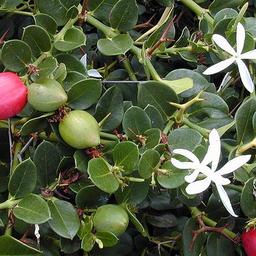 Natal Plum