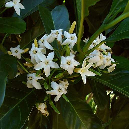 Native Gardenia