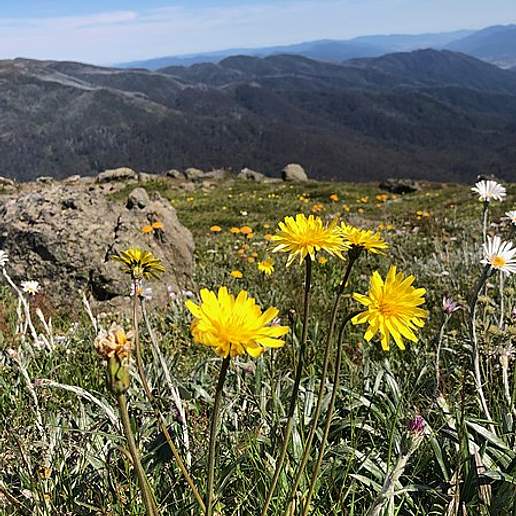 Microseris lanceolata