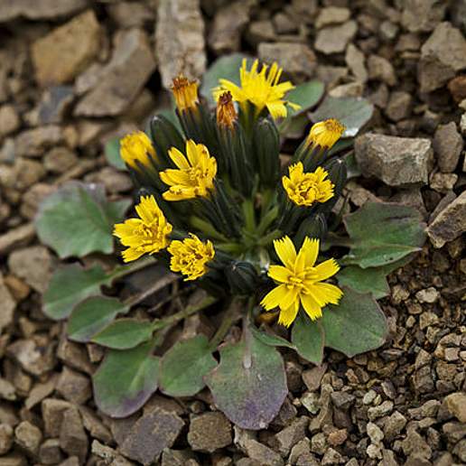 Dwarf Alpine Hawksbeard