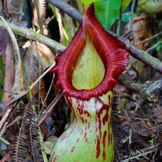 Nepenthes Burkei