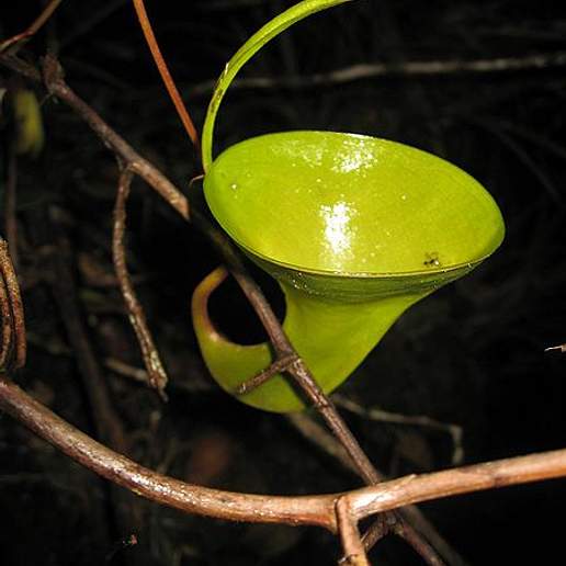Nepenthes Inermis