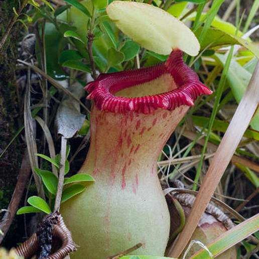 Nepenthes ventricosa