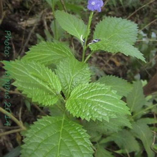 Nettleleaf Velvetberry