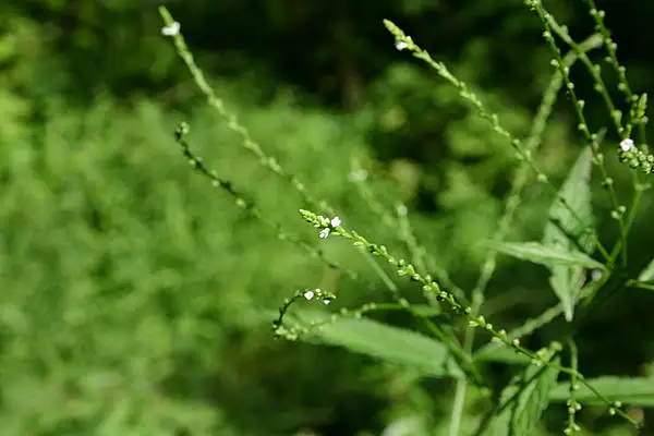 Burvine
