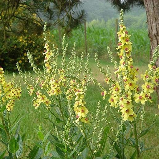 Nettle Leaved Mullein