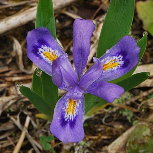 Dwarf Lake Iris