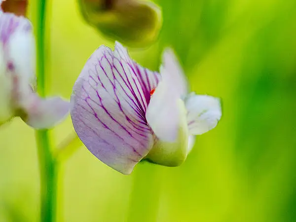Nevada Vetchling