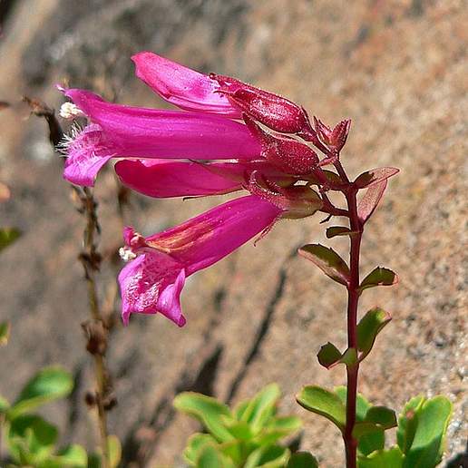 Newberry's Penstemon