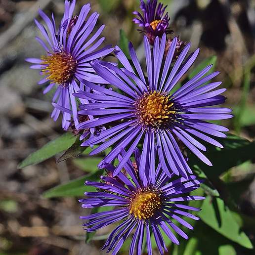 Michaelmas Daisy
