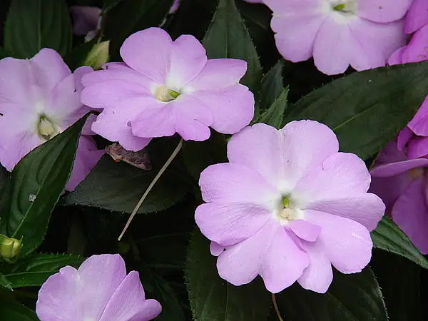 Impatiens