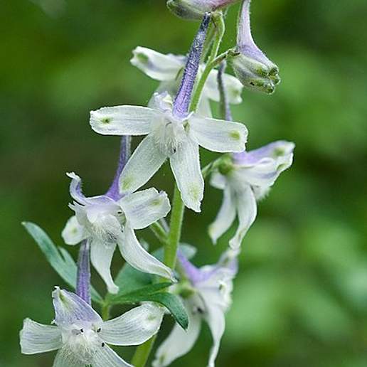 Dwarf Larkspur