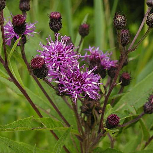 Vein Leaf Hawkweed