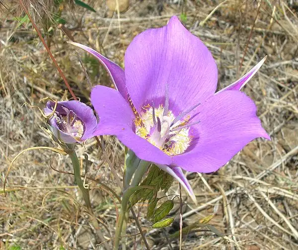 Nez Perce Mariposa Lily