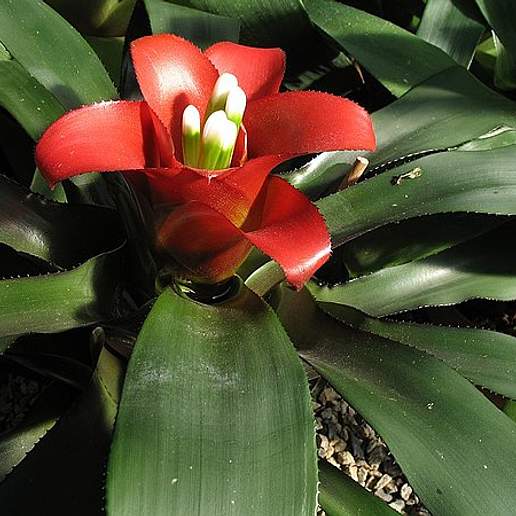 Nidularium innocentii