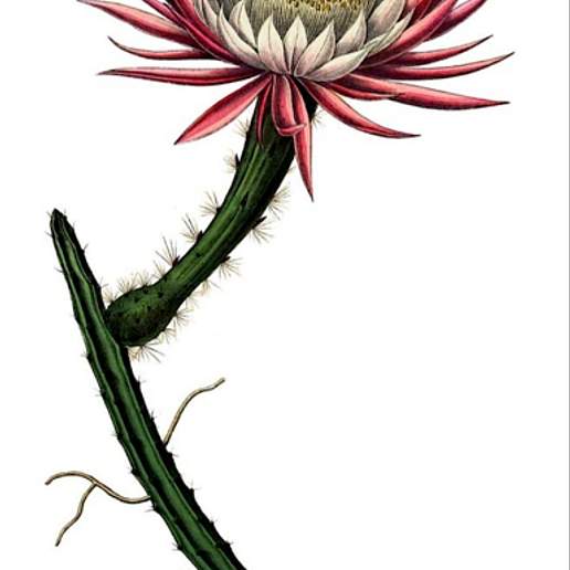 Pitayita Nocturna Espinosa