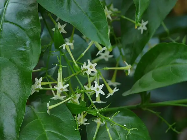 Night Jasmine