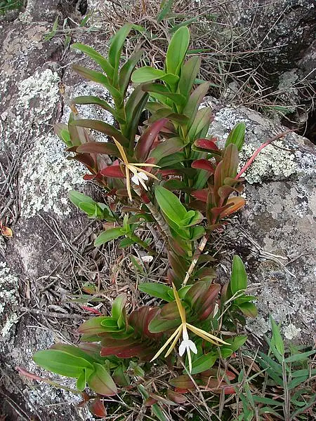 Nocturnal Epidendrum