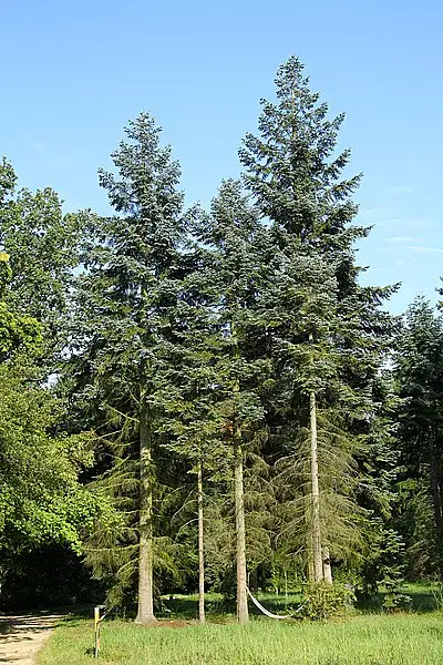 Christmastree