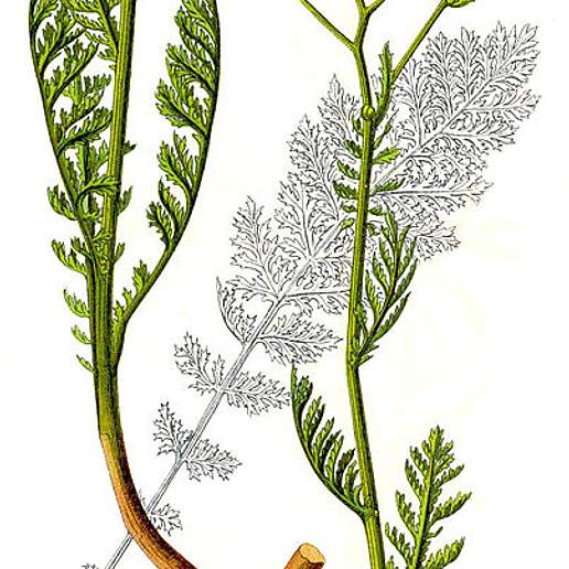 Yarrow
