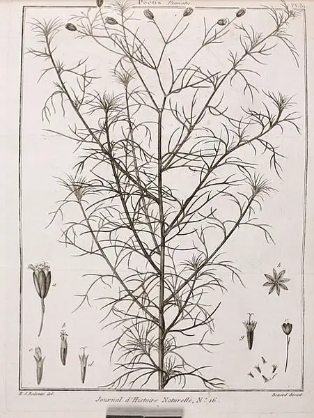 Wislizenus' False Threadleaf