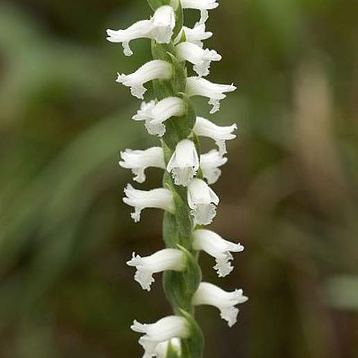 Nodding Ladies' Tresses