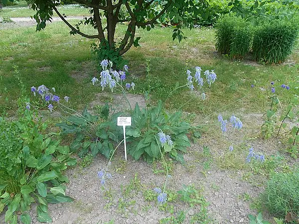 Nodding Sage