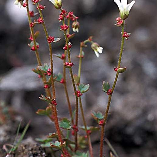 Bulblet Saxifrage