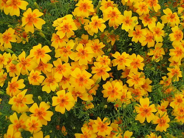 Slender Leaf Marigold