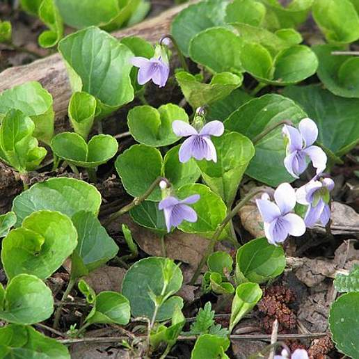 Northern Marsh Violet
