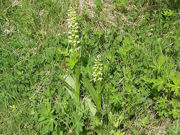 Leafy Northern Green Orchid