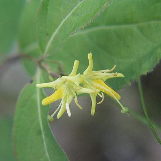 Bush Honeysuckle