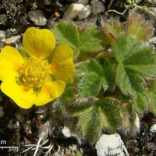 Villous Cinquefoil