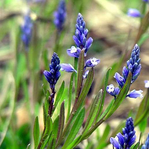 Bitter Milkwort