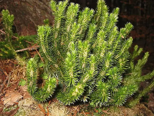 Northern Firmoss